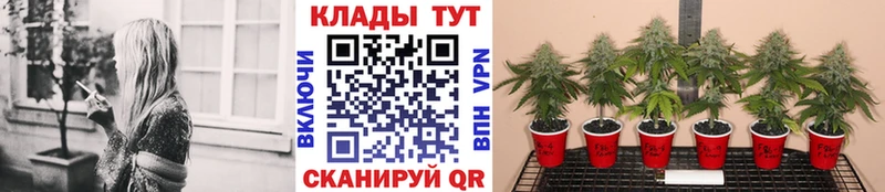 Купить закладку Севастополь Псилоцибиновые грибы  МЕФ  КОКАИН  Гашиш  Каннабис  A-PVP  Амфетамин 